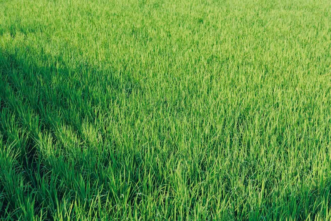 温暖な気候を生かして農業や稲作が行われている。収穫した作物は島内の飲食店で使われることも。
