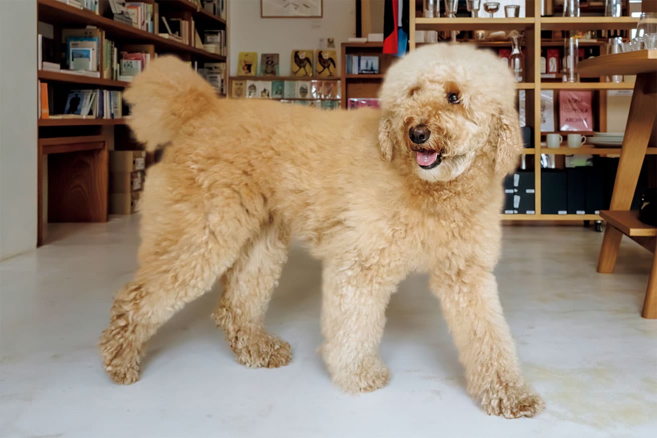 モコモコだけど抜け毛が少なく、おっとり温厚で社交的と看板犬の素質は抜群。
