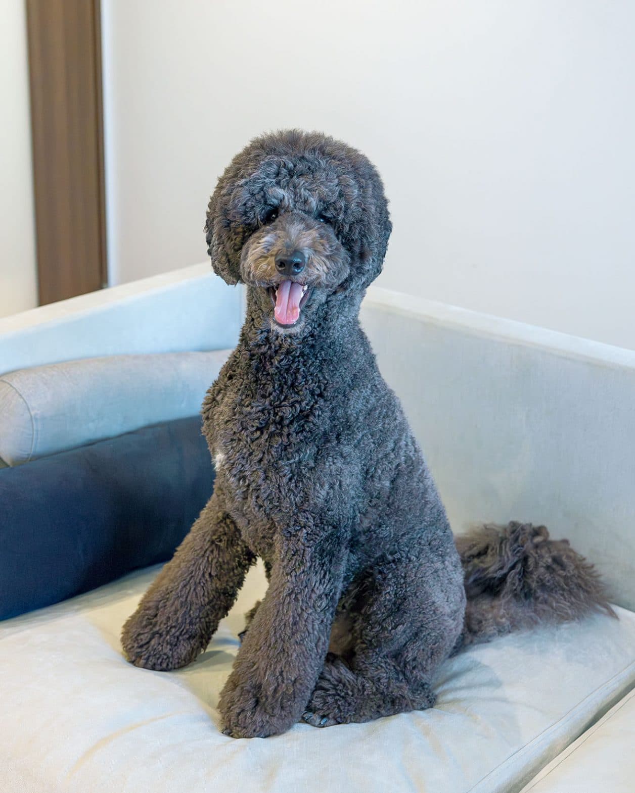 【LIFE@PET】自宅と実家の2拠点暮らし。｜愛犬MUUM＆ディレクター・田村麻衣子さん