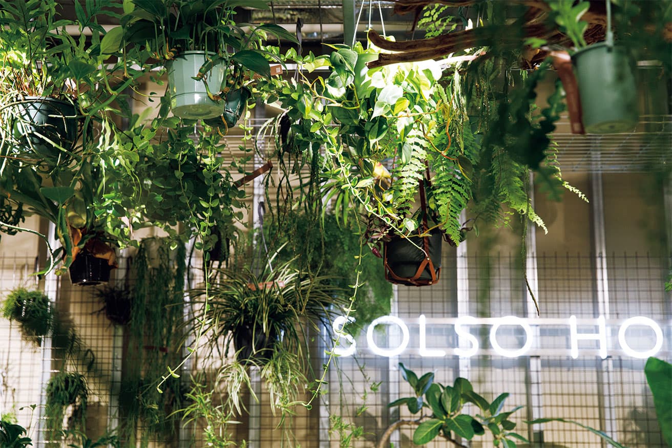 人気のハンギングプランツ。