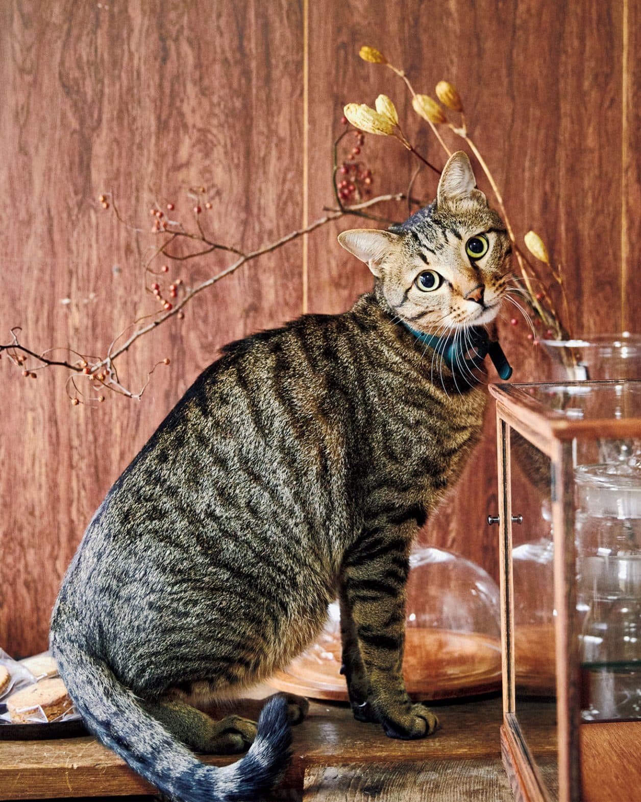 【LIFE@PET】京都の町家長屋の暮らしに寄り添う。｜はな子＆平野拓也・近藤あゆみさん。