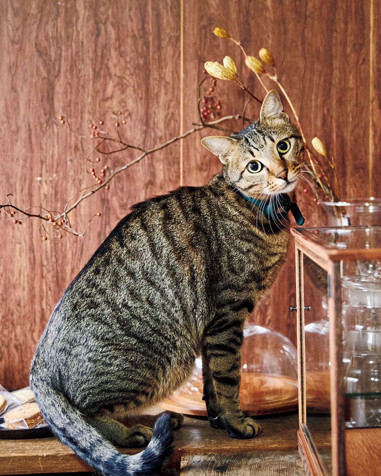 近藤さんは自宅で〈無添加焼菓子 歩〉を営む。販売が終わった台の上がお気に入りの場所。