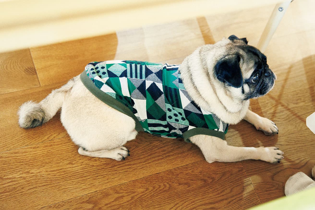 「パグって服を着せたくなるんです」。最近のお気に入りは幾何学模様のタンクトップ。