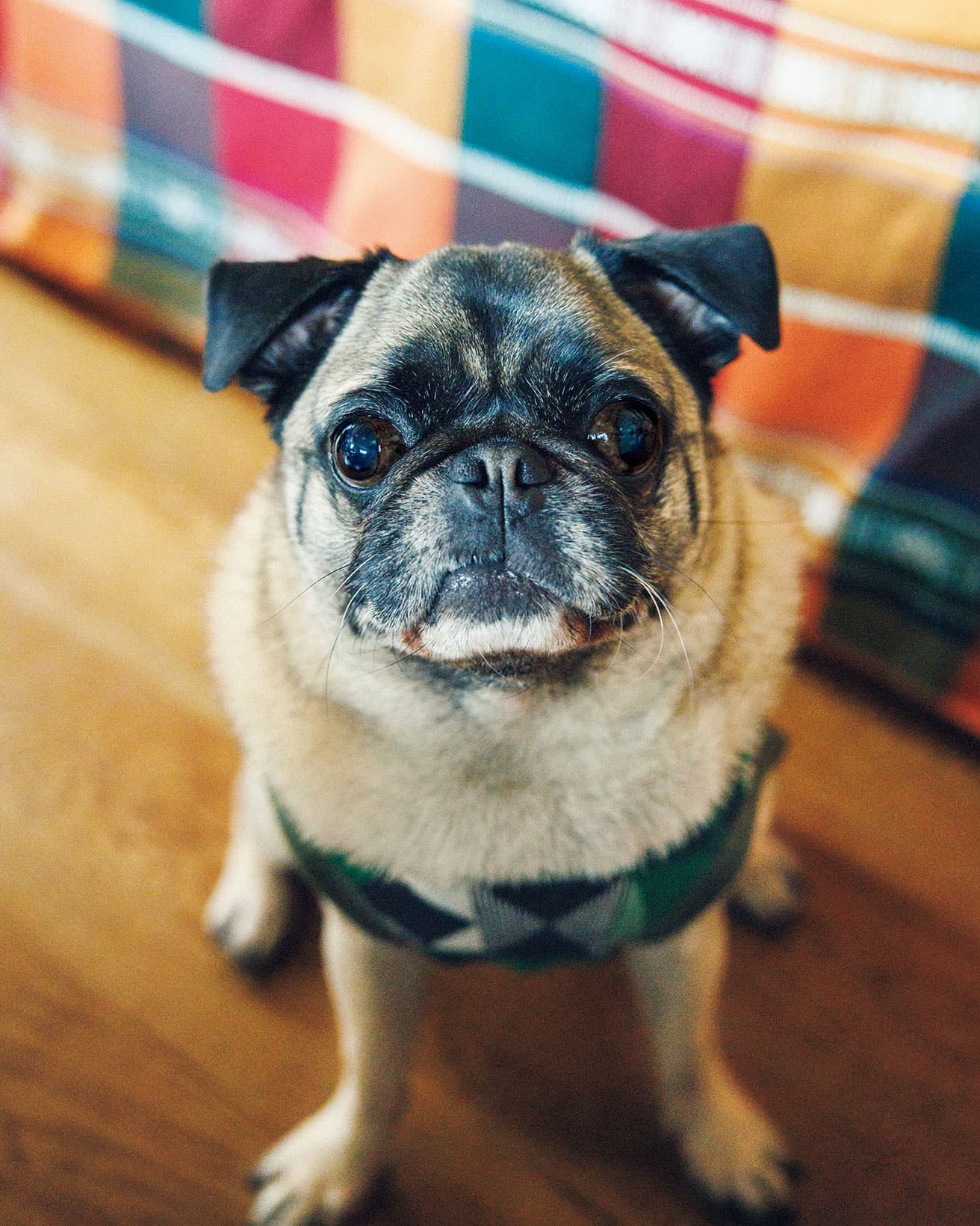 感情を伝えるのが上手な大きな瞳。