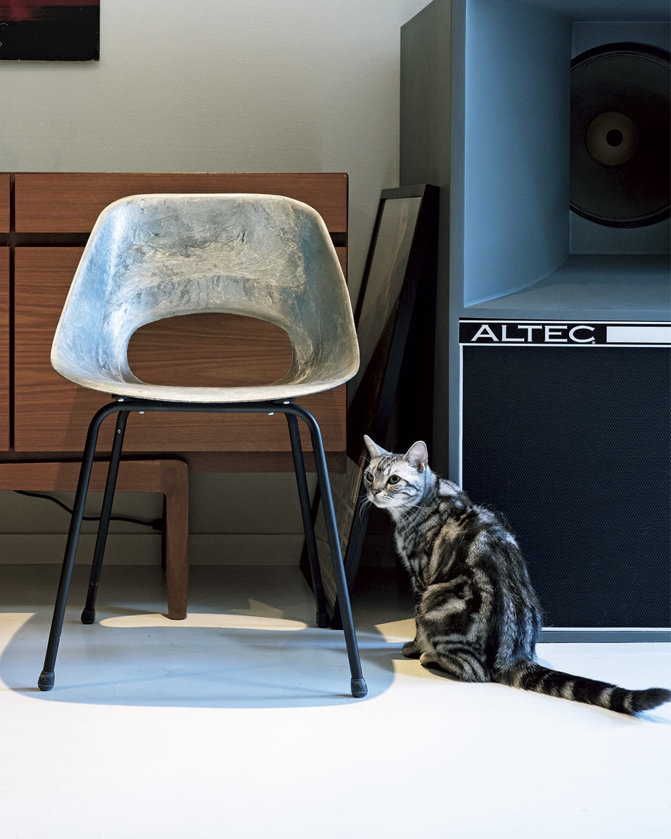 ピエール・ガーリッシュの《Tulip Chair》と、猫のナノ（アメリカンショートヘア）。