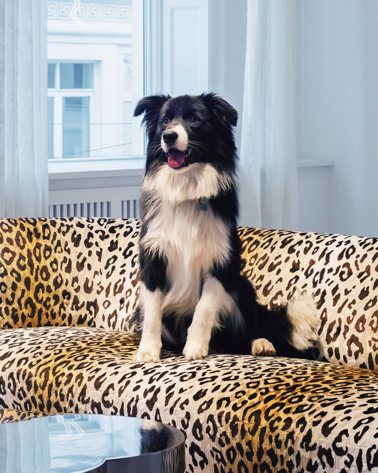 【LIFE@PET】黒い瞳が魅力のやんちゃな男の子。｜ポーテ＆ジュエリーデザイナー ソフィ・ビル・ブラーエさん。