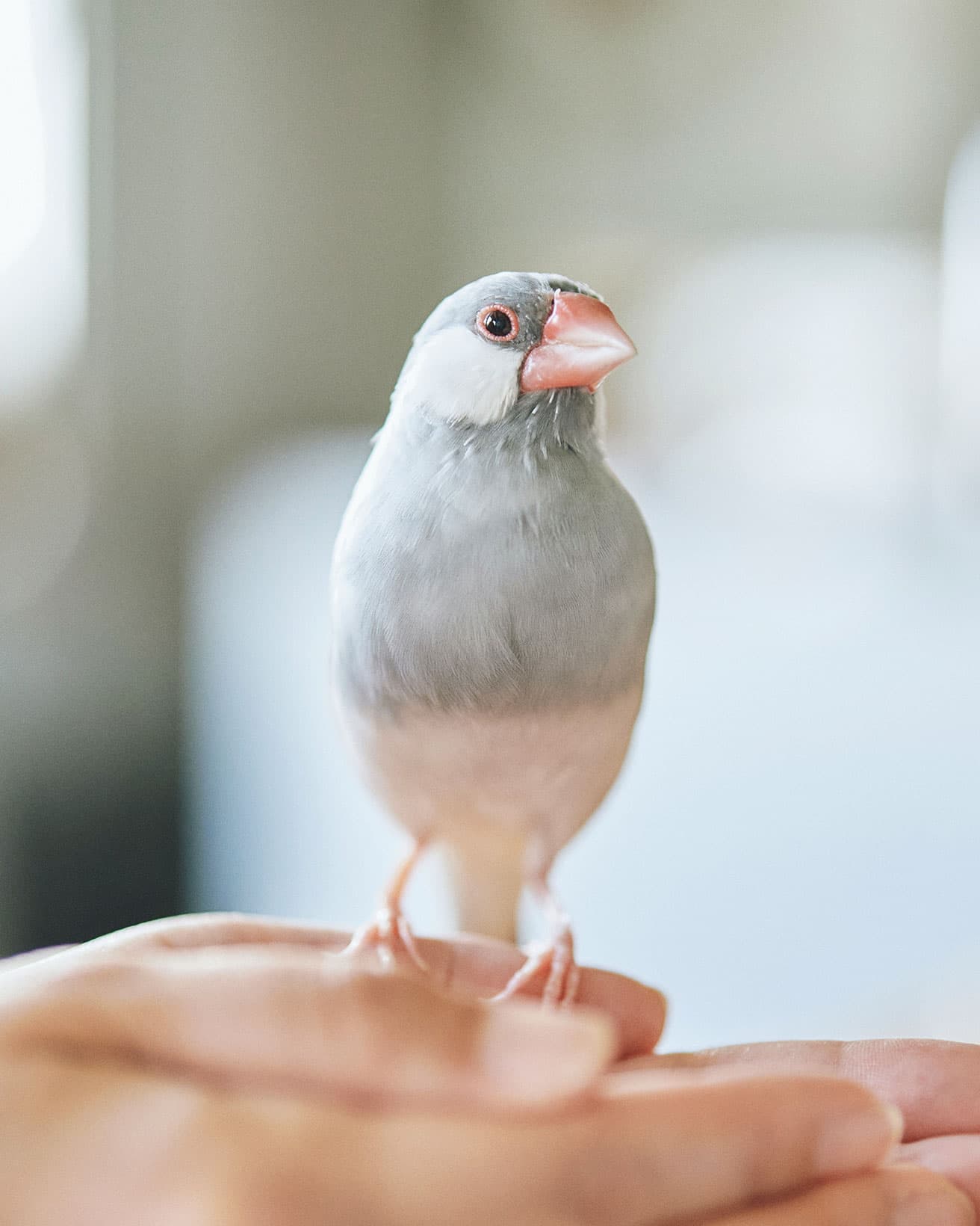 換毛期を終え、艶のある綺麗な羽に覆われたプティ。