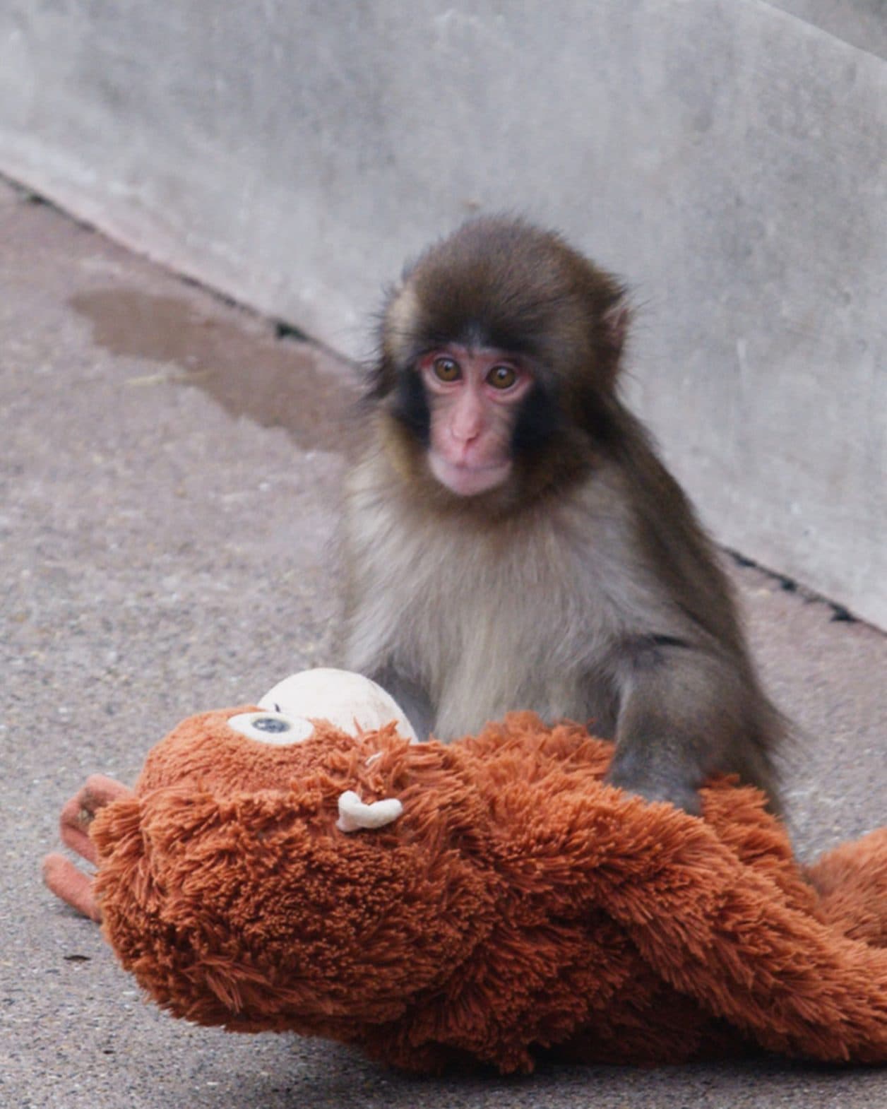 ニホンザルのパンチくんが暮らす〈市川市動植物園〉へ｜ZOO &amp; AQUARIUM 2026 もっと学べる！動物園と水族館