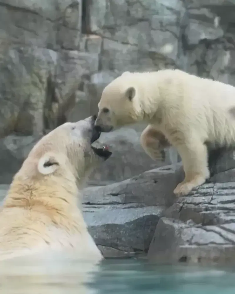 デビューしたてのモモ太に会いに、〈男鹿水族館GAO〉へ。【最新号ちょい見せ】