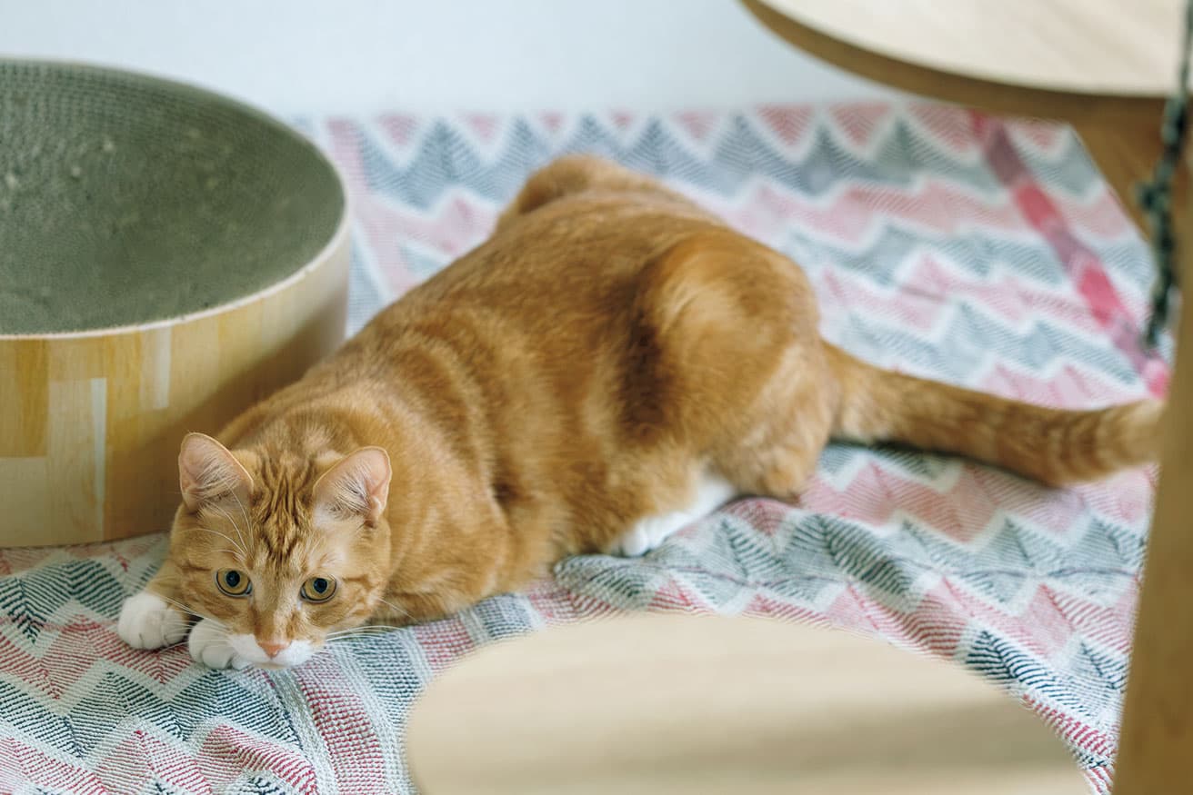 ネズミのおもちゃに狙いを定めているところ。ケージやキャットタワーなど和室はほぼうり専用。
