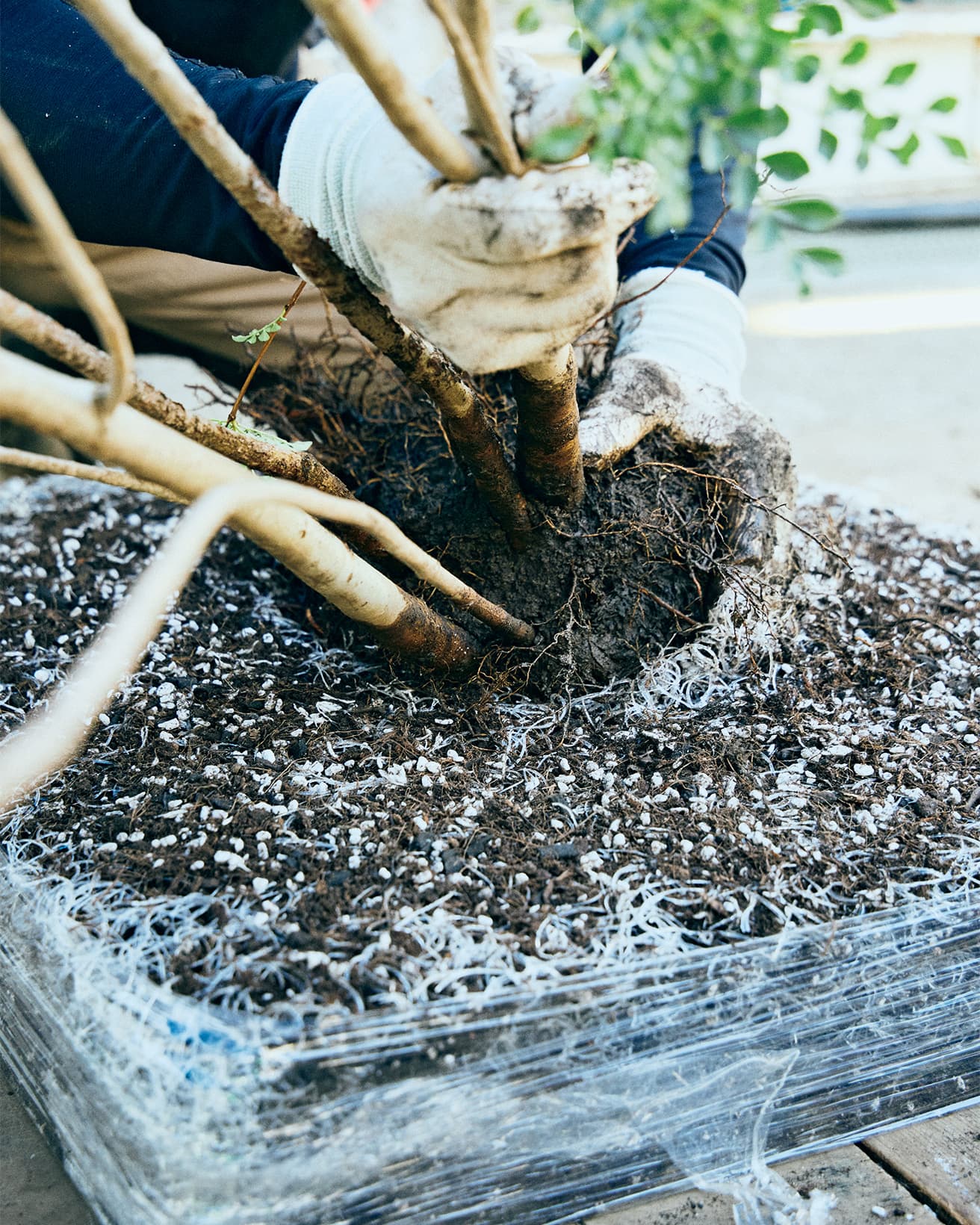 〈ボスケ〉の緑化マットができるまで。樹木の根に付いている土を落としたら、植え込みたい植物のサイズに合わせて、穴を掘って入れ込む。ユニット側の土はピートモスで構成されている。