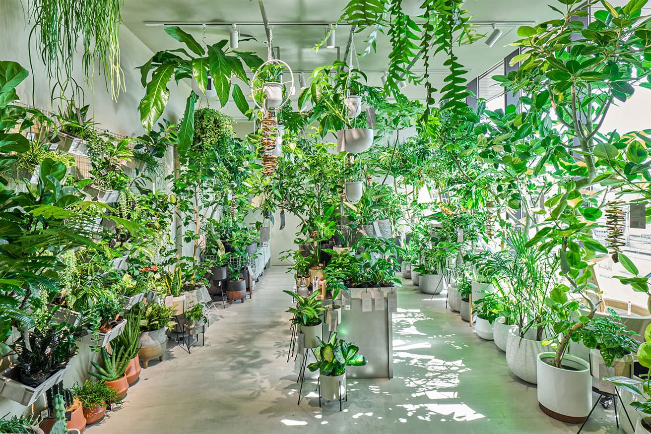 自然光が差し込む通路の両側を、鉢植えや吊り下げた植物が埋め尽くす。植物園のような〈ノードリウム〉の店内。
