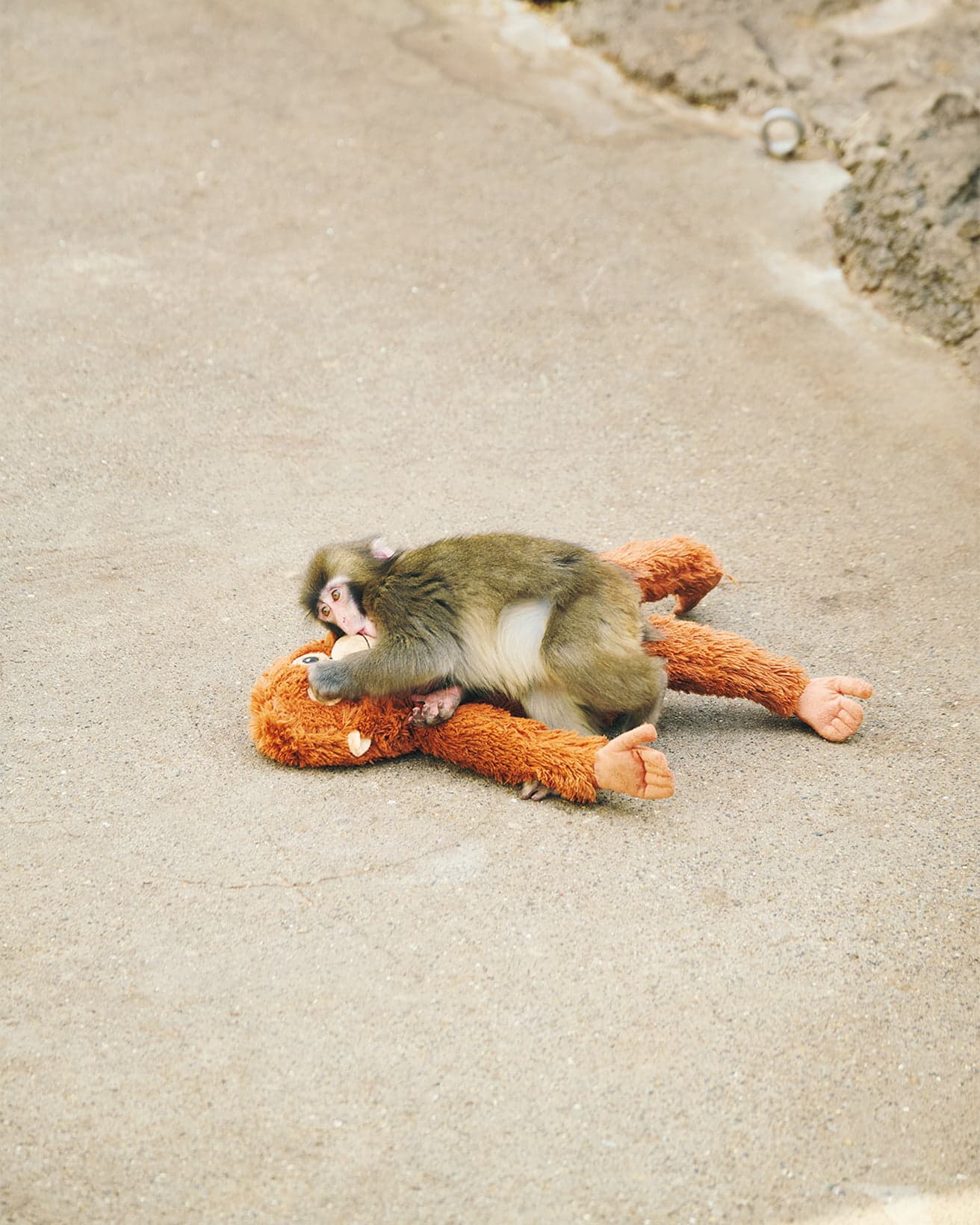 〈市川市動植物園〉にてオランウータンのぬいぐるみを抱く、群入り当初のパンチくん。
