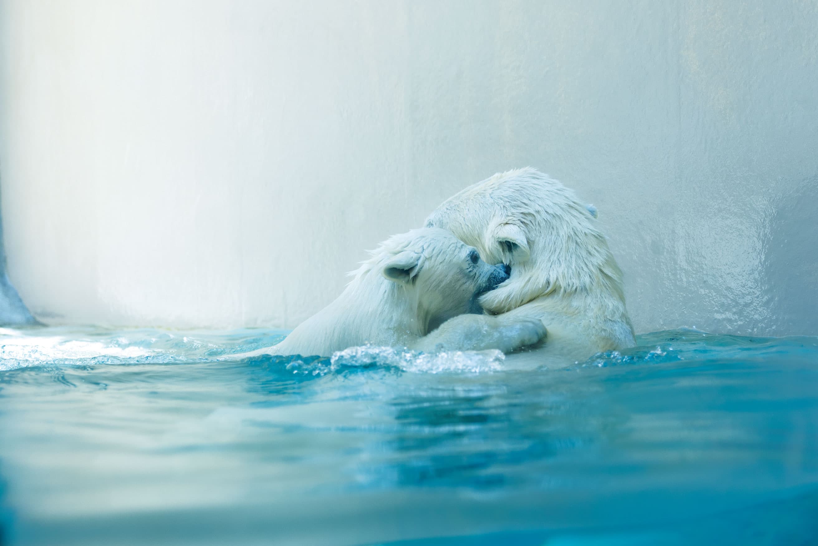デビューしたてのモモ太に会いに、〈男鹿水族館GAO〉へ。【最新号ちょい見せ】