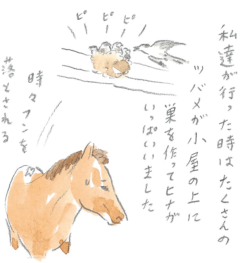 第8回 対馬で天然記念物とふれ合う - 2/3