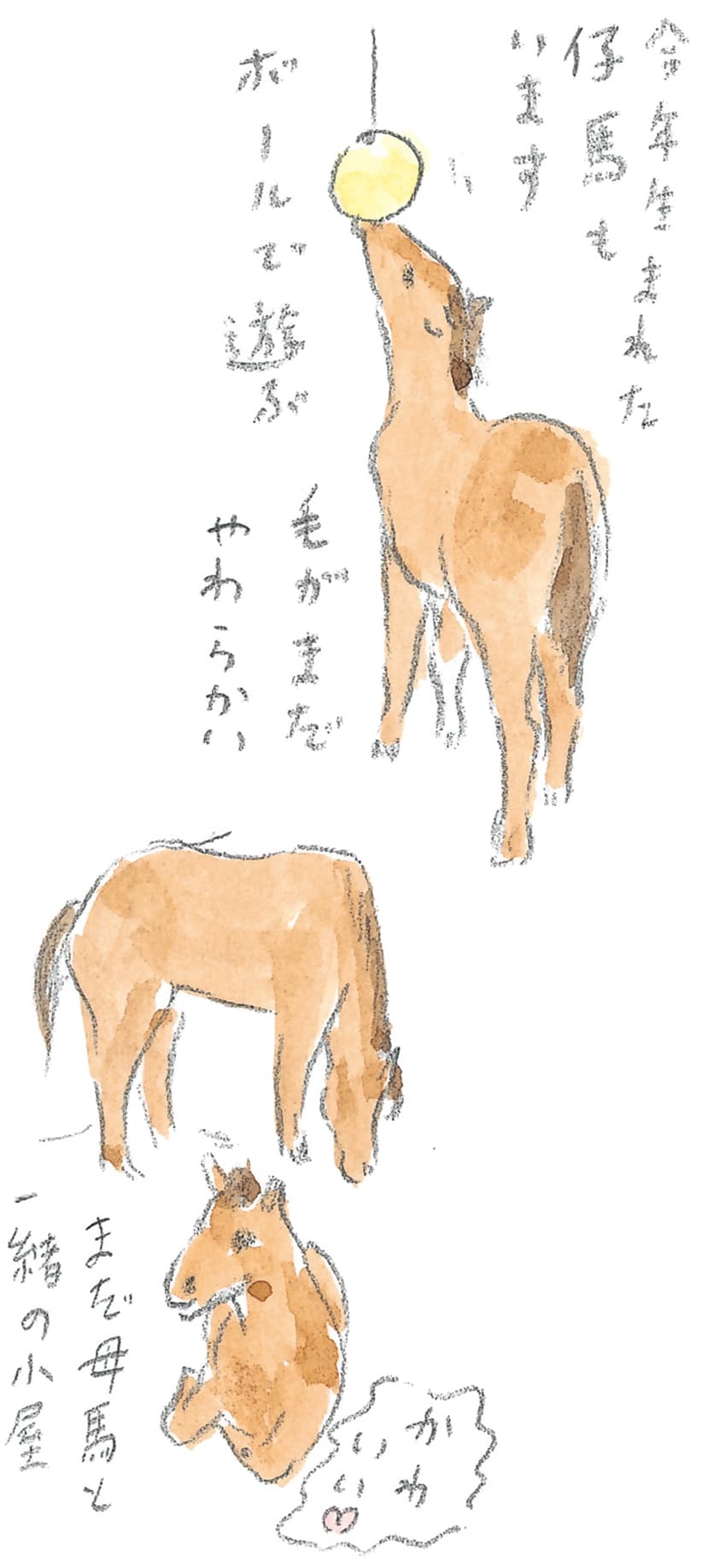 第8回 対馬で天然記念物とふれ合う - 3/3