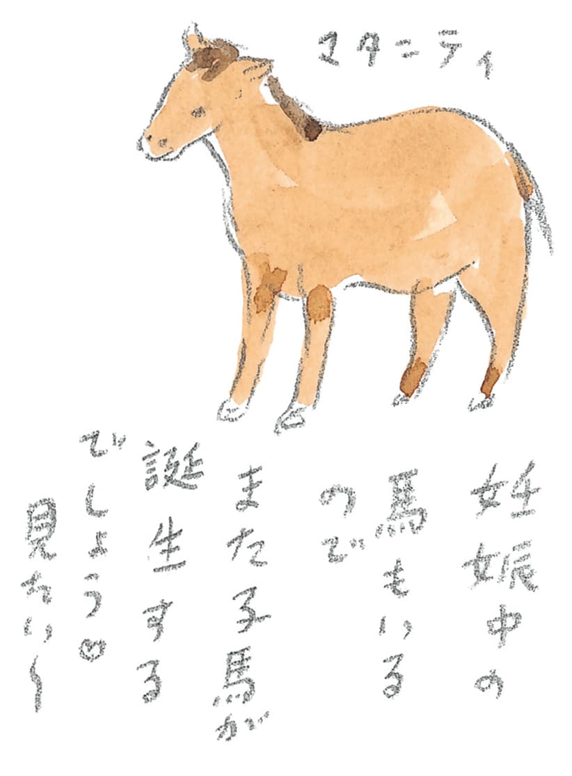 第8回 対馬で天然記念物とふれ合う - 1/3