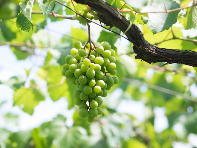 国内屈指の樹齢を誇るマスカットベリーA（写真）とブラッククイーンは、3代目の重三郎さんが1930年代に植えたもの。樹齢70余年のマスカットベリーAで醸されるワインは《ドメイヌ タケダ ベリーA 古木》としてリリースされる。