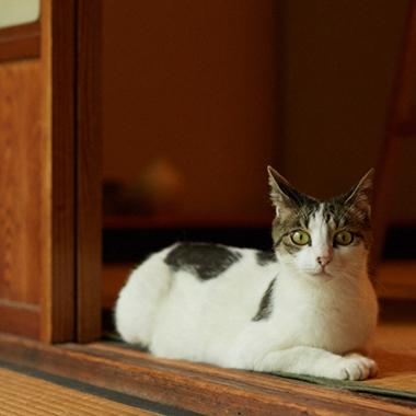 ilove.cat：金継ぎ師・黒田雪子×百 — 浮世を行き来する猫
