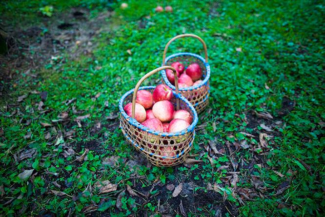 青森のリンゴ農家愛用の手かご。
