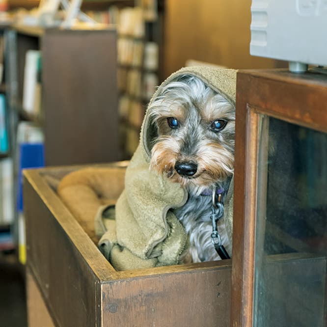 これからの季節は毛布と一緒に。