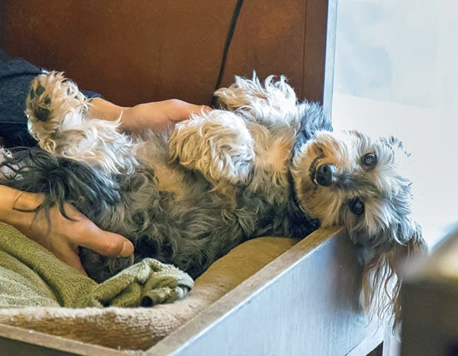 慣れてくるとこんな甘えたお姿も見ることができる。