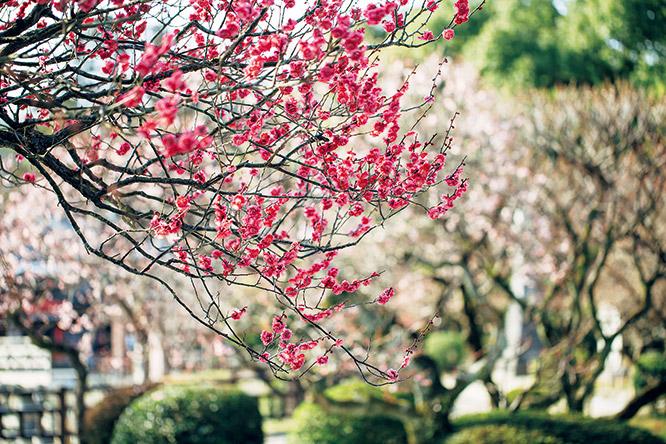 菅原道真公を慕い京都から飛んできたといわれる御神木の「飛梅」をはじめ、境内には約6,000本の梅が咲き誇る。