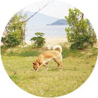 LIFE@PET｜瀬戸内海のビーチでお待ちしています！