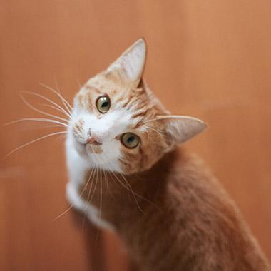 ilove.cat：校正者・牟田都子☓みたらし—ずっと憧れていた猫との暮らし