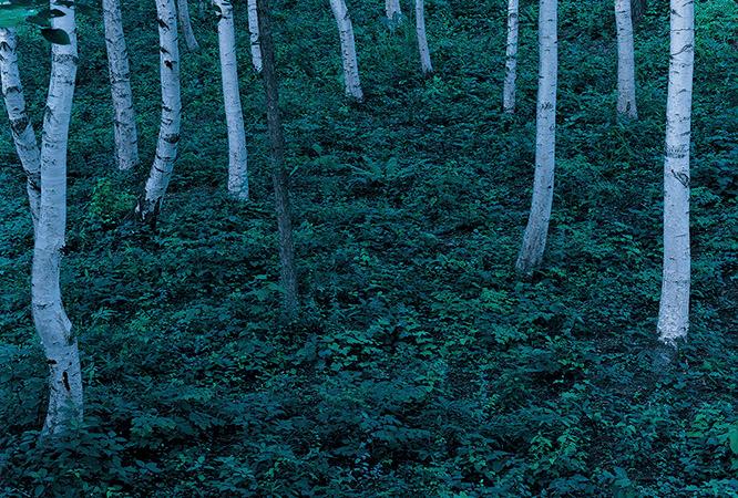 瀧本の作品『LOUIS VUITTON FOREST』。　Courtesy of MA2 Gallery LOUIS VUITTON FOREST #01, 2010 (c) Mikiya Takimoto