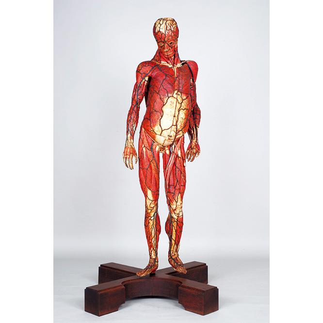 男性の人体模型「キンストレーキ」。19世紀。高価な蝋の代わりに紙粘土で作った人体模型。金沢大学医学部記念館