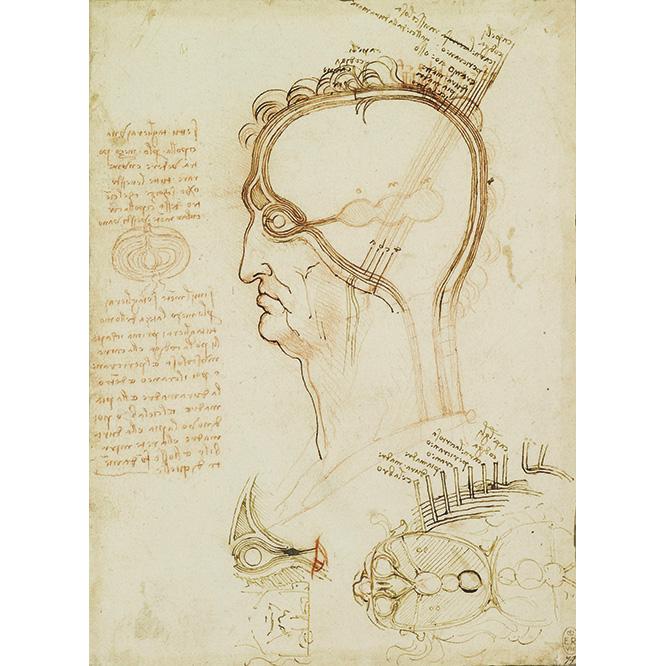 『解剖手稿』より頭部の断面、脳と眼の結びつき部分。Royal Collection Trust / ©Her Majesty Queen Elizabeth Ⅱ 2018