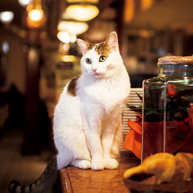 お気に入りの場所のカウンターでポーズ。