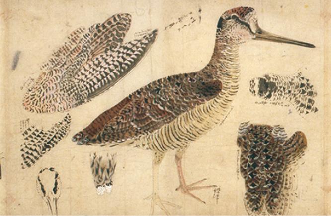 《鳥類真写図巻 1巻》（部分）渡辺始興（1683～1755）筆（江戸時代・18世紀）新町三井家旧蔵。