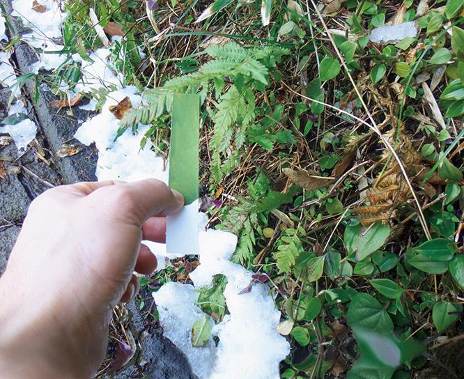 江の島の植物や街中で出会った緑をカラーハンティング。絵の具を使って同じ色を作り、短冊状のチップに記録している。