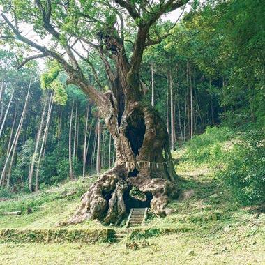 “自然” で選ぶ、訪れたい日本の聖地。【山・森・木編】