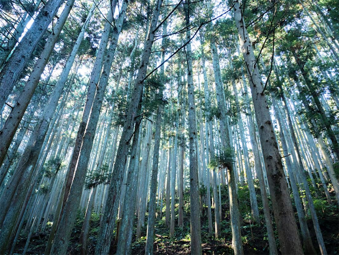 吉野杉の森。　撮影：西岡潔