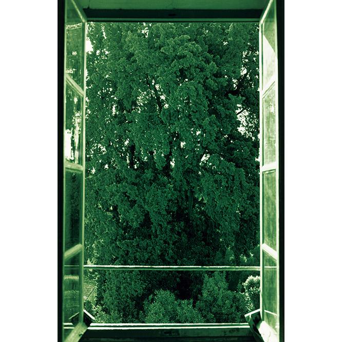 Wolfgang Tillmans 　ヴォルフガング・ティルマンス《treefilling window》（2002）。タイプCプリント。ワコウ・ワークス・オブ・アート蔵。ドイツ出身の写真家。ターナー賞も受賞している。