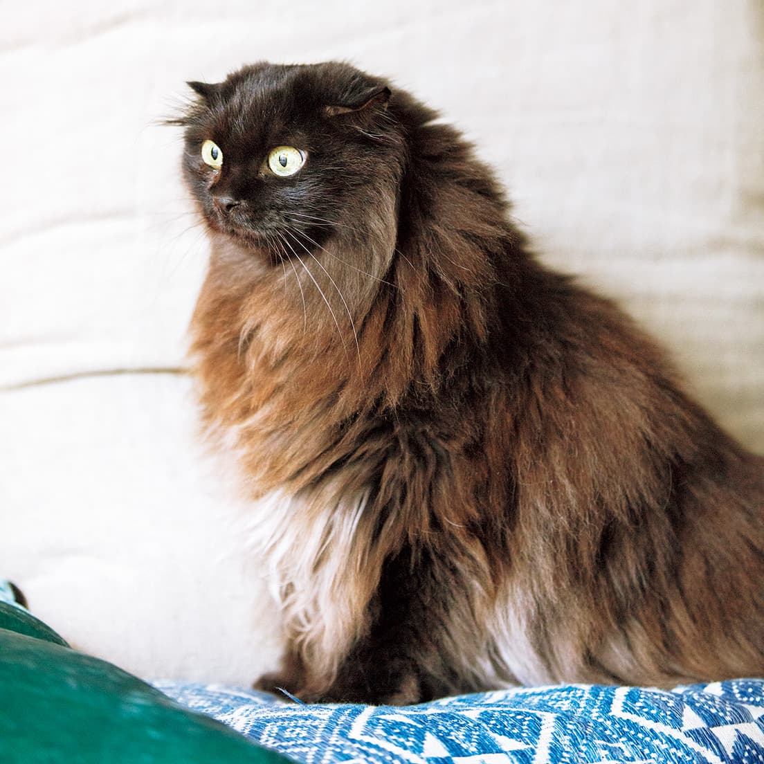 不思議な毛並み。