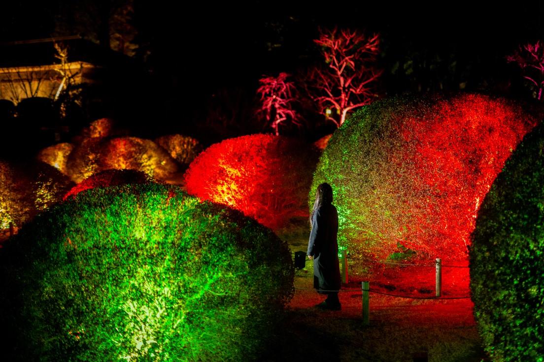 《呼応する松とつつじ》人に呼応して光る木々を見て、人々は同じ空間にいる他の人々の存在を普段より意識する。teamLab,2021,Interactive Digitized Nature,Sound:Hideaki Takahashi
