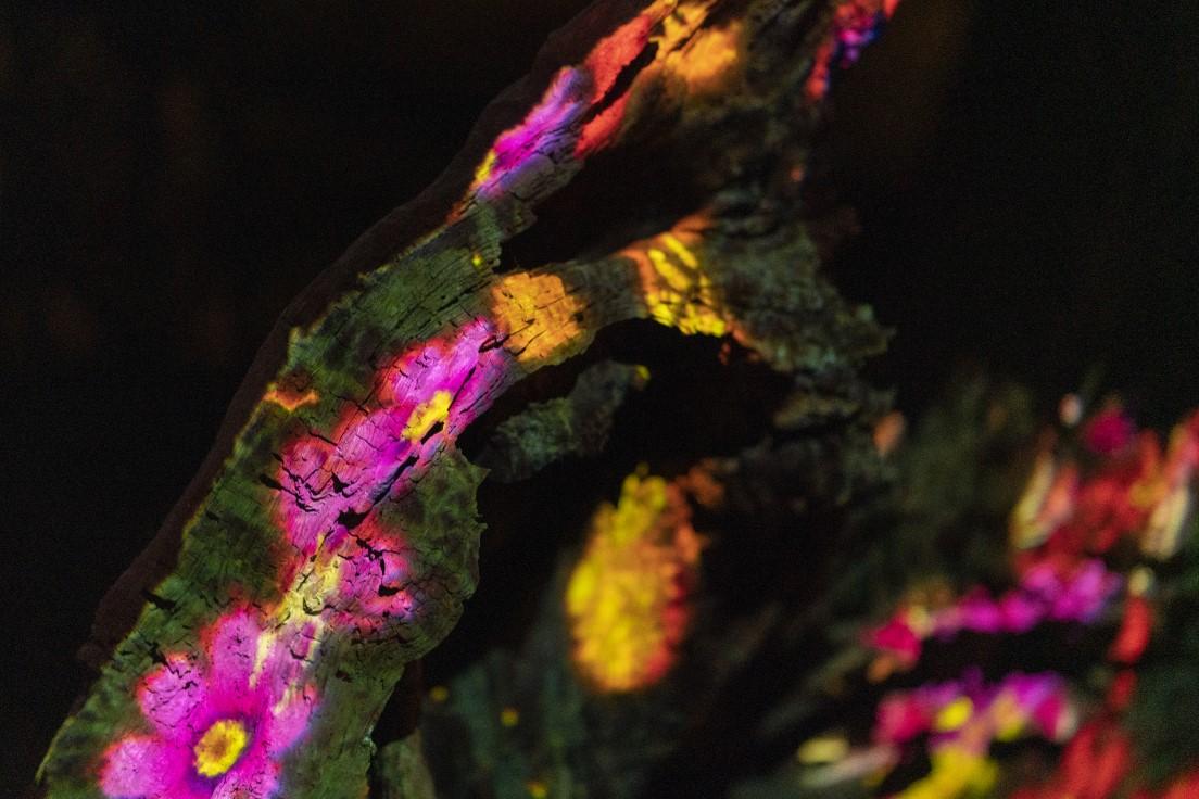 《増殖する生命の倒木 - 次郎杉》1時間で12ヵ月の花々が映し出されるプログラムの中で、映像はリアルタイムで生成される。teamLab,2021,Digitized Nature,Sound:Hideaki Takahashi