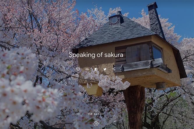ストーリー「Speaking of sakura」では、〈清春芸術村〉内の桜を様々な視点で存分に堪能できる。これらの桜は、1925年3月、旧清春小学校の落成を記念し、生徒たちの手によって植樹されたもの。90年以上を経た今でも見事な花を咲かせる。《Google Arts &amp; Culture》より。