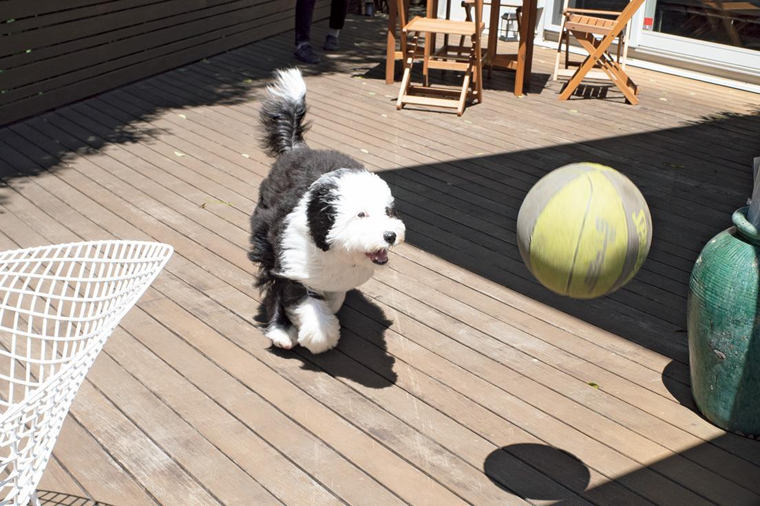 ボール遊びが大好き！　トレーニングのため犬の保育園にも通っている。