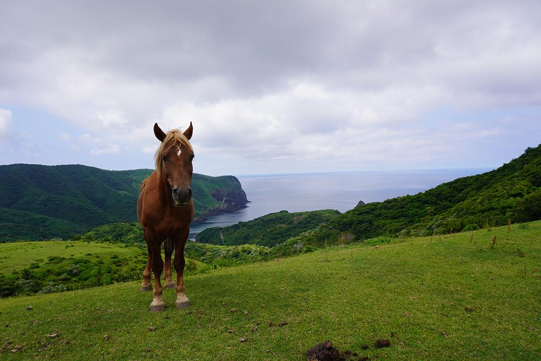 西ノ島。潮風を受ける崖上の草地で、放牧された牛馬がのんびりと草を食む。