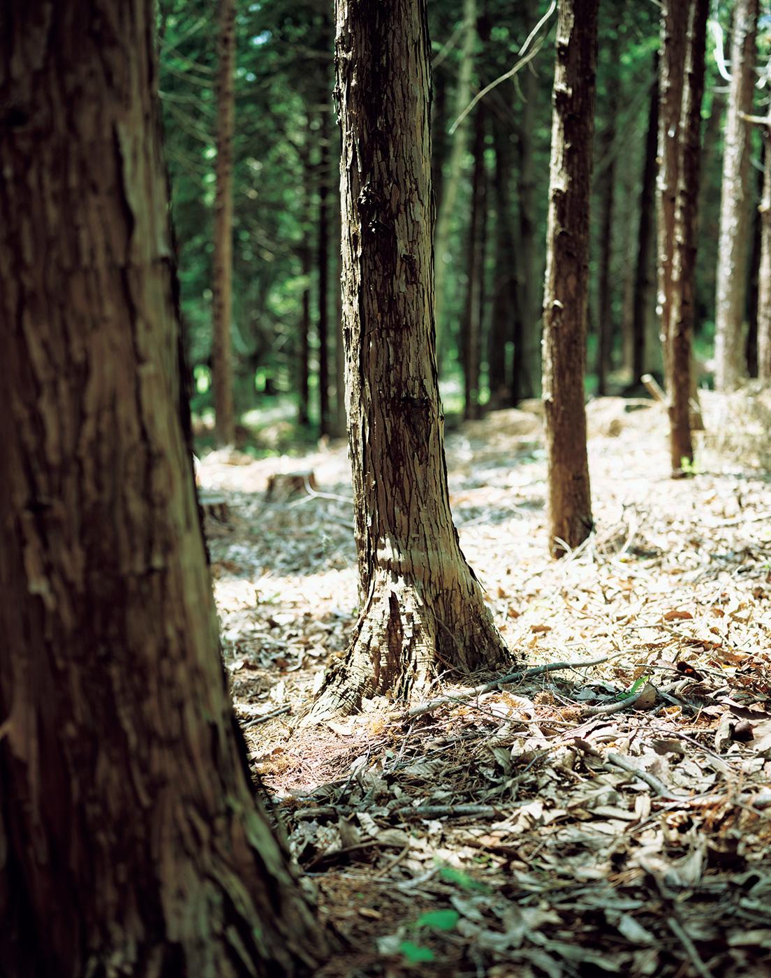 自宅の周辺に広がっている針葉樹林。こうした人工林の有効活用は、森林のサイクルの適正化に役立つ。