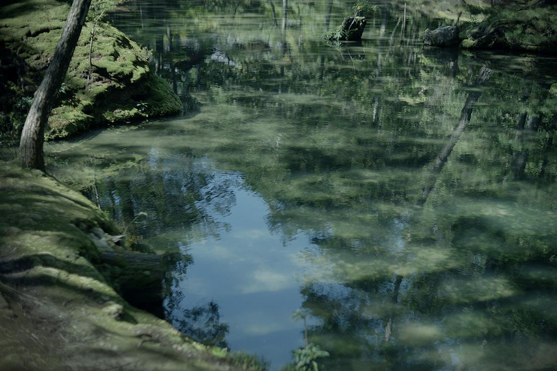 展示作品より。池に映る草木、雨露、水の波紋など水にまつわる写真たち。