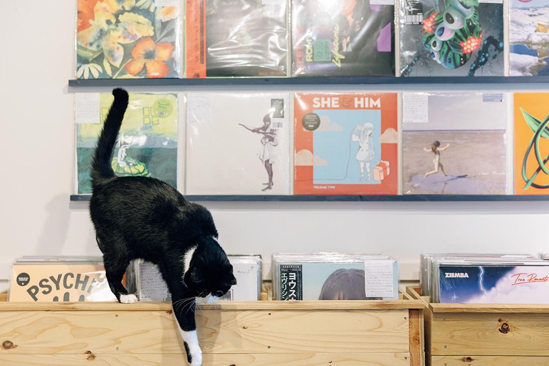 お客さまが来ると出迎えてくれるサラの魅力で、猫のいる店としても知られるようになった〈MARKING RECORDS〉。