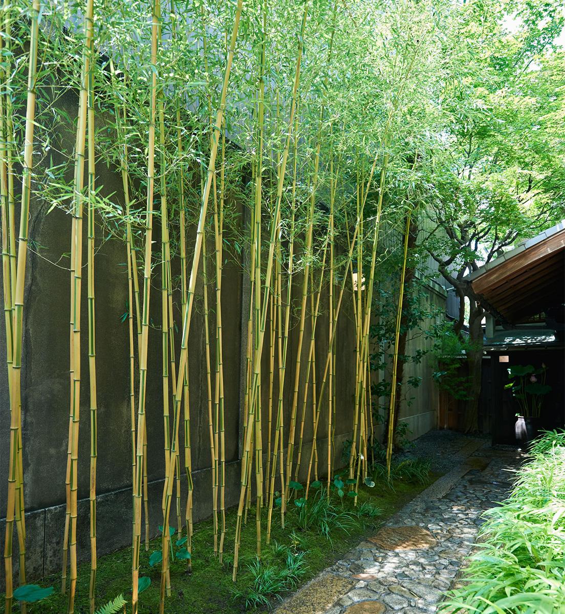 玄関までのアプローチに植えられているのは、黄色の茎に緑の縦縞が入り、市松模様を描く金明姫破竹（キンメイヒメハチク）。

