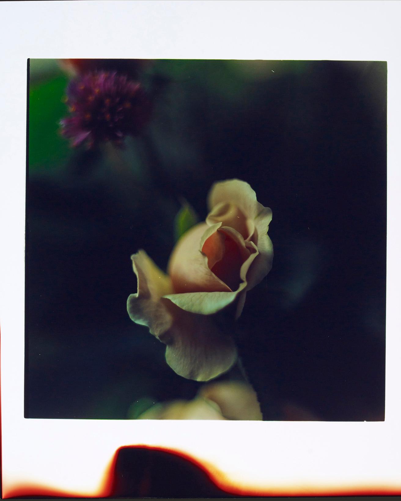 最新作となる、花を被写体としたシリーズ。《ハッセルブラッド1000F》というカメラで撮影されており、ノートリミングの正方形フォーマット。ハッセル印のノッチが見えたり、部分的に印画紙が感光して赤くなっていたり。『Flowers』(2022) C-print 560×456mm