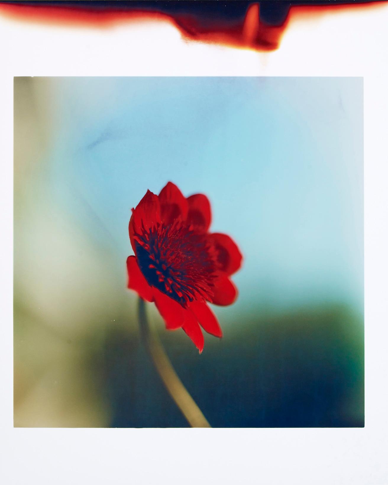 『Flowers』(2022) C-print 560×456mm